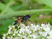 Schlupfwespe (Ichneumon stramentarius) -L. Klasing