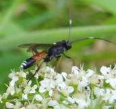 Schlupfwespe (Ichneumon stramentarius) -L. Klasing