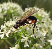 Schlupfwespe (Phaenolobus terebrator)-L. Klasing