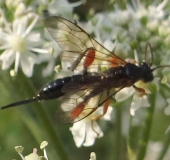 Schlupfwespe (Phaenolobus terebrator)-L. Klasing