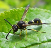 Pillenwespe (Eumenes pedunculatus)-L. Klasing