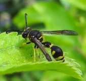 Pillenwespe (Eumenes pedunculatus)-L. Klasing