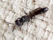 Töpfergrabwespe (Trypoxylon figulus)-L. Klasing