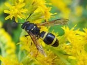 Lehmwespe (Ancistrocerus nigricornis)-L. Klasing