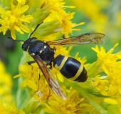 Lehmwespe (Ancistrocerus nigricornis)-L. Klasing