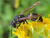 Lehmwespe (Ancistrocerus nigricornis)-L. Klasing