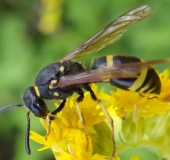 Lehmwespe (Ancistrocerus nigricornis)-L. Klasing