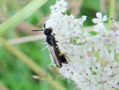 Knotenwespe (Cerceris rybyensis)-L. Klasing