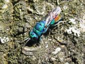 Blaugrünrote Goldwespe (Chrysis fulgida)-L. Klasing