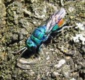 Blaugrünrote Goldwespe (Chrysis fulgida)-L. Klasing