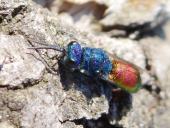 Gemeine Goldwespe (Chrysis ignita)-L. Klasing