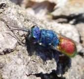 Gemeine Goldwespe (Chrysis ignita)-L. Klasing