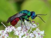Gemeine Goldwespe (Chrysis ignita)-L. Klasing