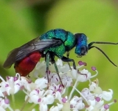 Gemeine Goldwespe (Chrysis ignita)-L. Klasing