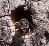 Fliegenjäger (Ectemnius continuus)-L. Klasing