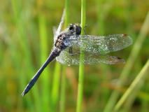 Schwarze Heidelibelle M. (Sympetrum danae) -L.-Klasing