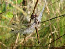 Schwarze Heidelibelle W.  (Sympetrum dannae) -L.-Klasing