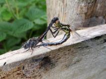 Paarung Schwarze Heidelibelle  (Sympetrum danae) -L.-Klasing