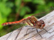 Große Heidelibelle M. (Sympetrum strialatum) -L.-Klasing