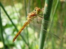 Große Heidelibelle W. (Sympetrum striolatum) -L.-Klasing