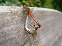 Paarung Große Heidelibelle (Sympetrum striolatum) -L.-Klasing