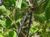 Blaugrüne Mosaikjungfer M. (Aeshna cyanea) -L.-Klasing