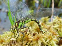 Eiablage Blaugrüne Mosaikjungfer W. (Aeshna cyanea) -L.-Klasing