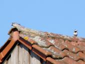 Bachstelze (Motacilla alba)-L. Klasing