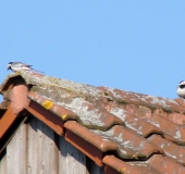 Bachstelze (Motacilla alba)-L. Klasing