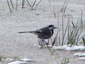 Bachstelze (Motacilla alba)-L. Klasing