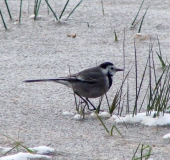 Bachstelze (Motacilla alba)-L. Klasing