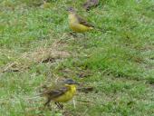 Schafstelze (Motacilla flava)-L. Klasing
