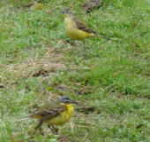 Schafstelze (Motacilla flava)-L. Klasing