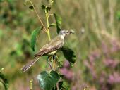 Schafstelze (Motacilla flava)-L. Klasing