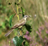 Schafstelze (Motacilla flava)-L. Klasing