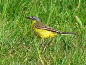 Schafstelze (Motacilla flava)-L. Klasing