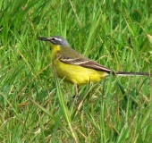 Schafstelze (Motacilla flava)-L. Klasing