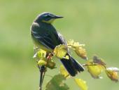 Schafstelze (Motacilla flava)-L. Klasing