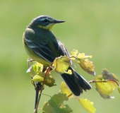 Schafstelze (Motacilla flava)-L. Klasing