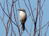 Raubwürger (Lanius excubitor)-L. Klasing