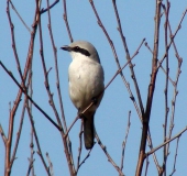 Raubwürger (Lanius excubitor)-L. Klasing