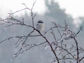 Raubwürger (Lanius excubitor)-L. Klasing