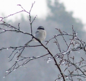 Raubwürger (Lanius excubitor)-L. Klasing