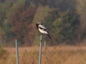 Raubwürger mit Wasserspitzmaus (Lanius-excubitor)-L. Klasing
