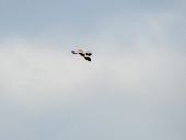 Raubwürger (Lanius excubitor)-L. Klasing