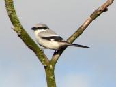 Raubwürger (Lanius excubitor)-L. Klasing