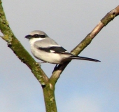 Raubwürger (Lanius excubitor)-L. Klasing