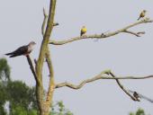Kuckuck (Cuculus canorus) u. Schafstelze (Motacilla flava)-L. Klasing