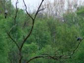 Kuckuck (Cuculus canorus)-L. Klasing