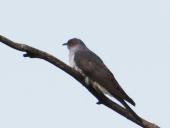 Kuckuck (Cuculus canorus)-L. Klasing